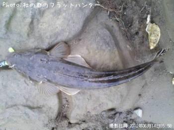 マゴチ-2012-6-14 5:58