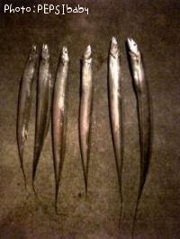 太刀魚-2008-11-28 17:30