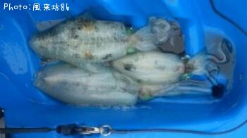 アオリイカ-2012-6-12 10:26