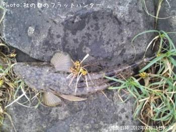 マゴチ-2012-6-15 6:2
