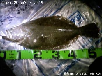 ヒラメ-2012-6-15 19:26