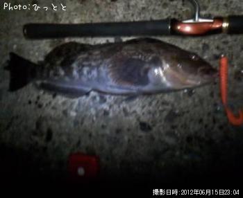 アイナメ-2012-6-15 23:4