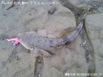マゴチ-2012-6-16 5:16