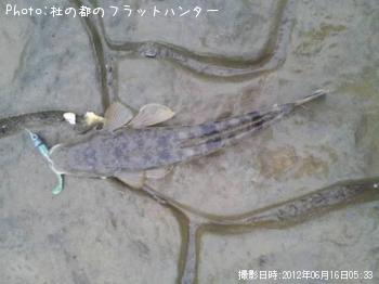 マゴチ-2012-6-16 5:33