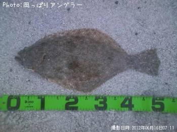 ヒラメ-2012-6-16 7:11
