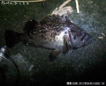 クロソイ-2012-6-16 2:54
