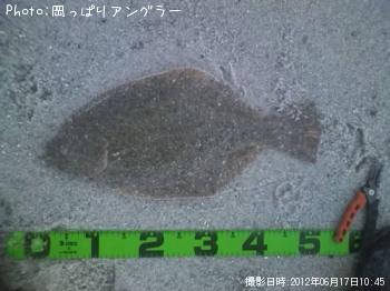 ヒラメ-2012-6-17 10:45