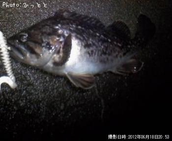クロソイ-2012-6-18 20:53