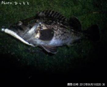 クロソイ-2012-6-18 20:36