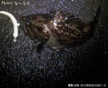 クロソイ-2012-6-18 21:1