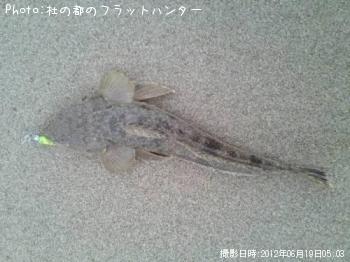 マゴチ-2012-6-19 5:3