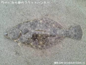 ヒラメ-2012-6-19 5:13