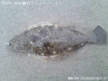 ヒラメ-2012-6-19 5:57