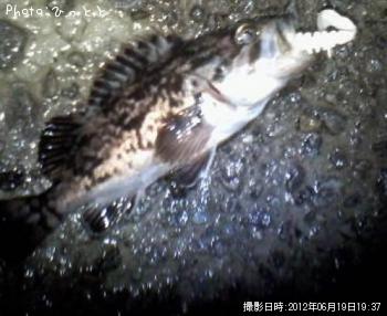クロソイ-2012-6-19 19:37