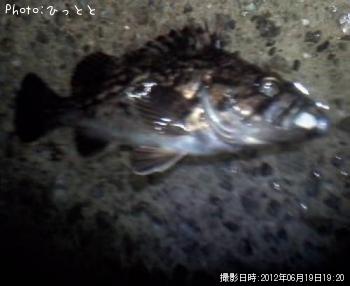 クロソイ-2012-6-19 19:20