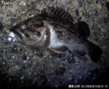 クロソイ-2012-6-19 19:10