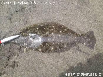ヒラメ-2012-6-21 12:2
