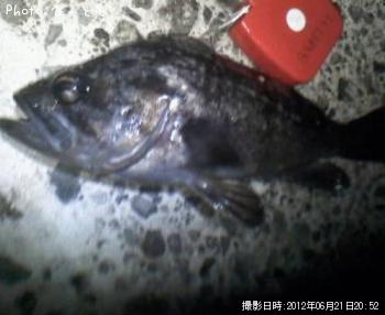 クロソイ-2012-6-21 20:52
