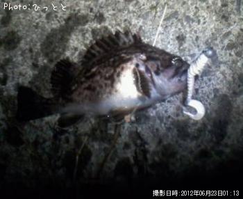 クロソイ-2012-6-23 1:13