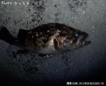 クロソイ-2012-6-23 3:3