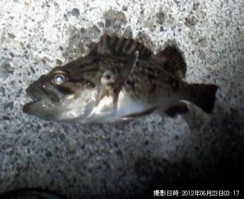 クロソイ-2012-6-23 3:17