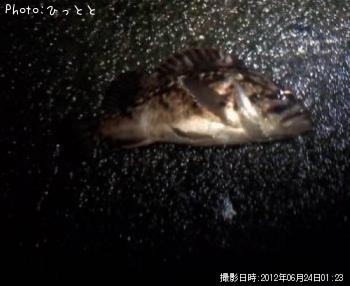 クロソイ-2012-6-24 1:23