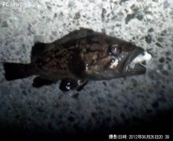 クロソイ-2012-6-26 20:39