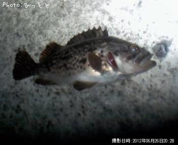 クロソイ-2012-6-26 20:28