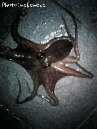 マダコ-2008-12-5 22:10