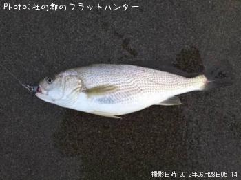 イシモチ-2012-6-28 5:14
