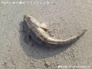 マゴチ-2012-6-28 6:3