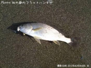 イシモチ-2012-6-28 6:36
