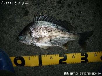 キビレ-2012-5-18 20:19