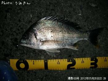 キビレ-2012-5-20 22:29