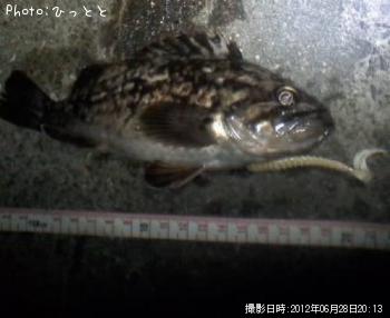 クロソイ-2012-6-28 20:13
