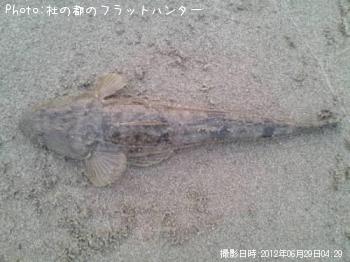 マゴチ-2012-6-29 4:29