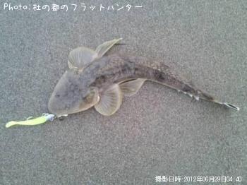 マゴチ-2012-6-29 4:40