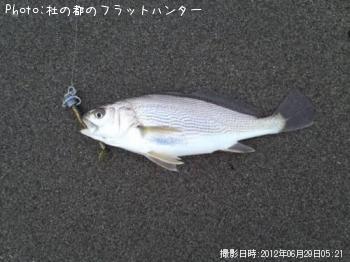 イシモチ-2012-6-29 5:21