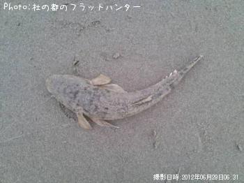 マゴチ-2012-6-29 6:31