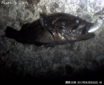 クロソイ-2012-6-29 22:44