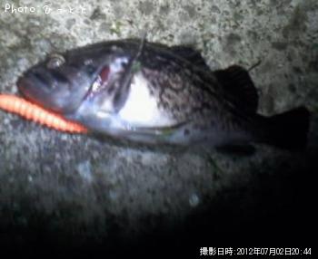 クロソイ-2012-7-2 20:44