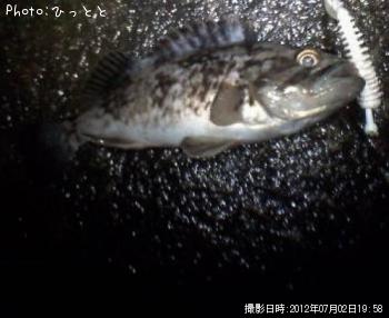 クロソイ-2012-7-2 19:58