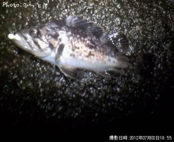 クロソイ-2012-7-2 19:55