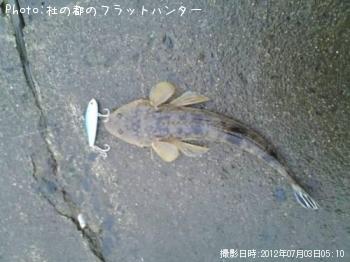 マゴチ-2012-7-3 5:10