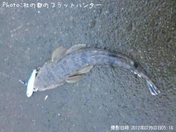 マゴチ-2012-7-3 5:16