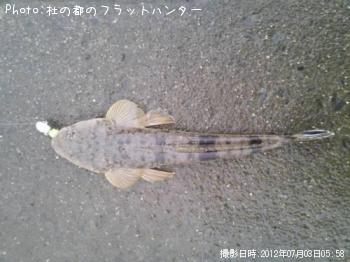 マゴチ-2012-7-3 5:58