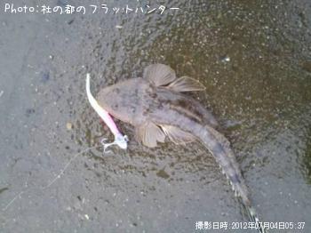 マゴチ-2012-7-4 5:37
