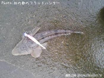 マゴチ-2012-7-4 5:57