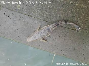 マゴチ-2012-7-4 6:23