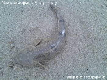 マゴチ-2012-7-5 4:45